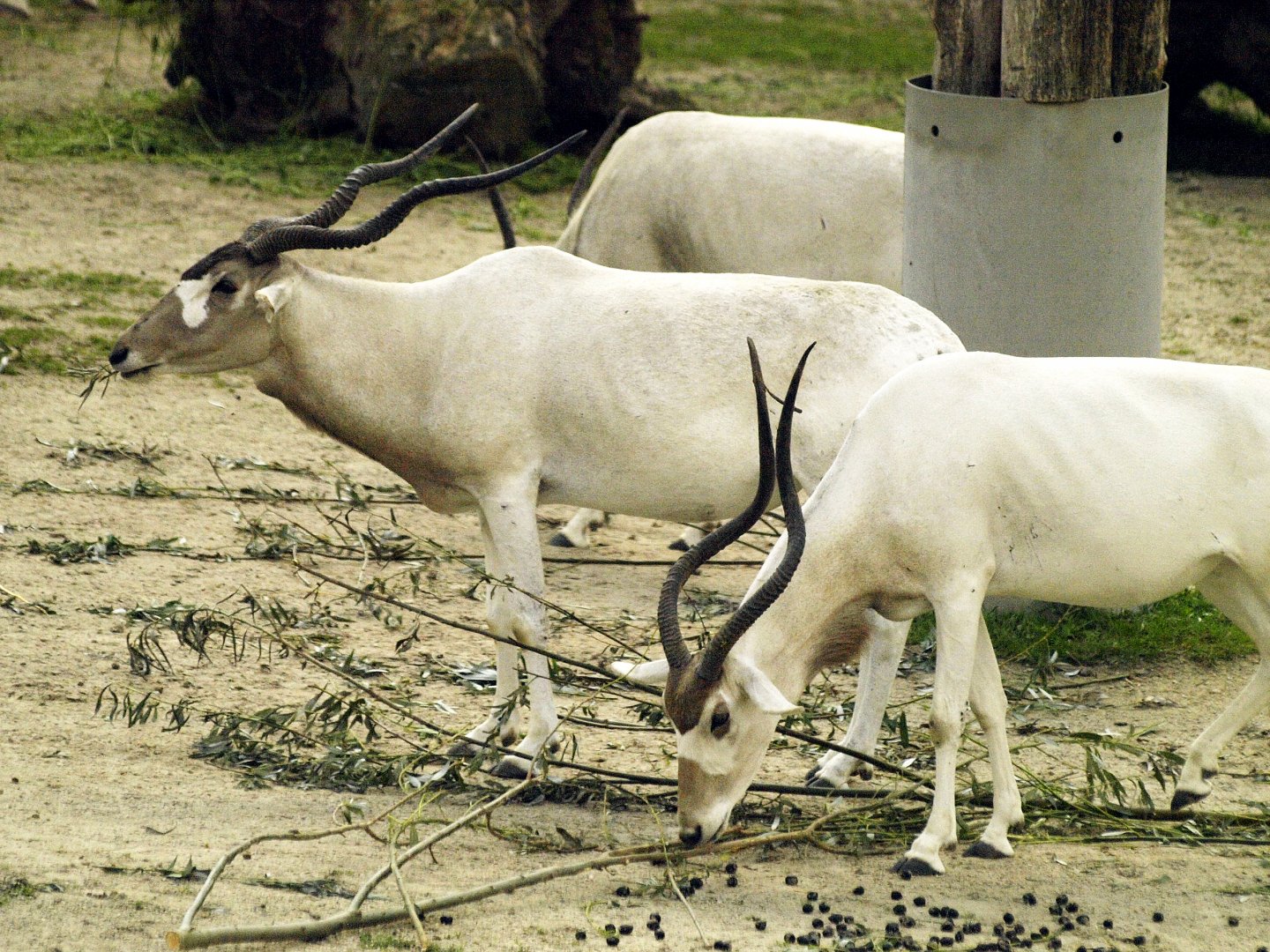 Addax