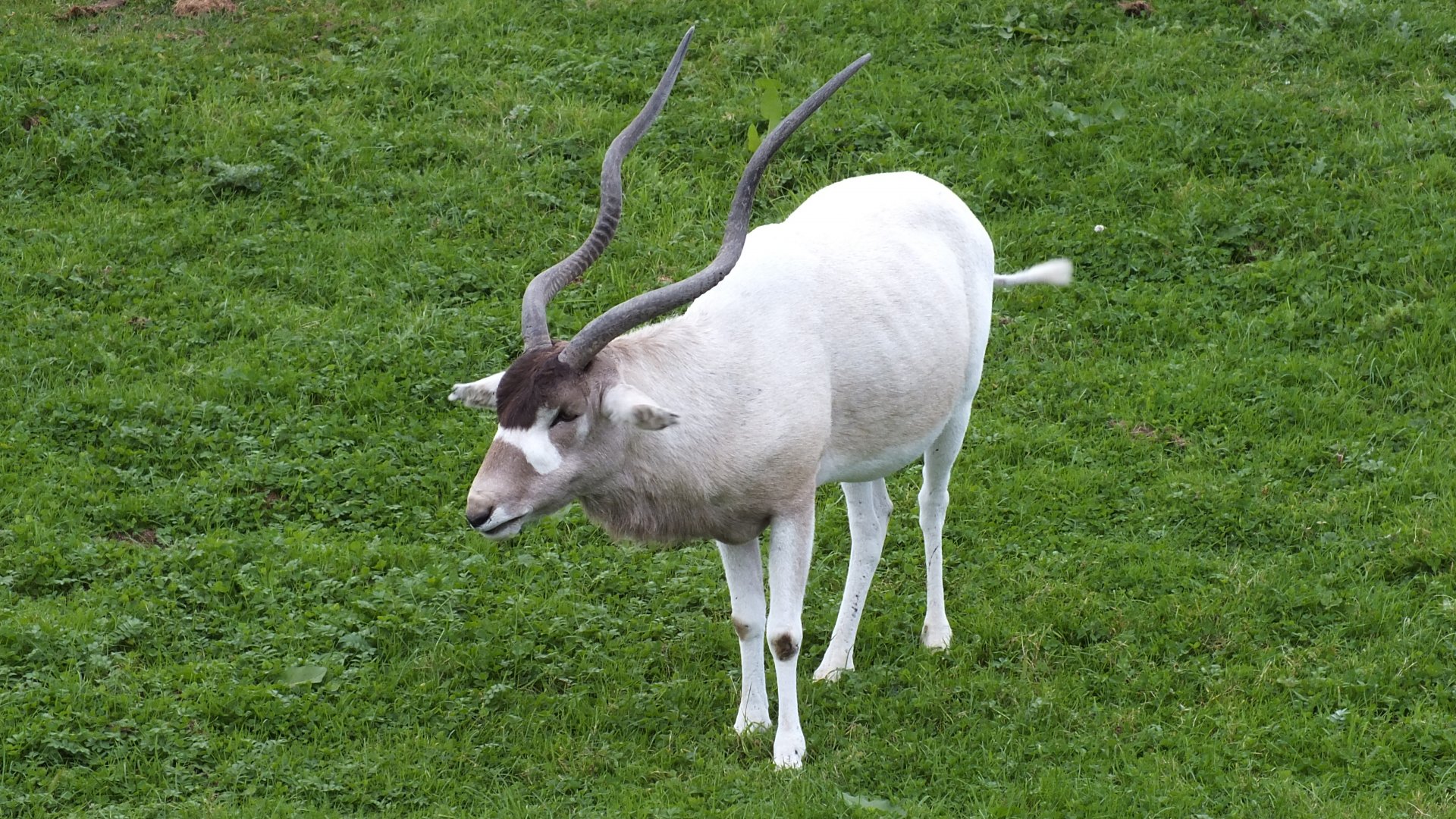Addax