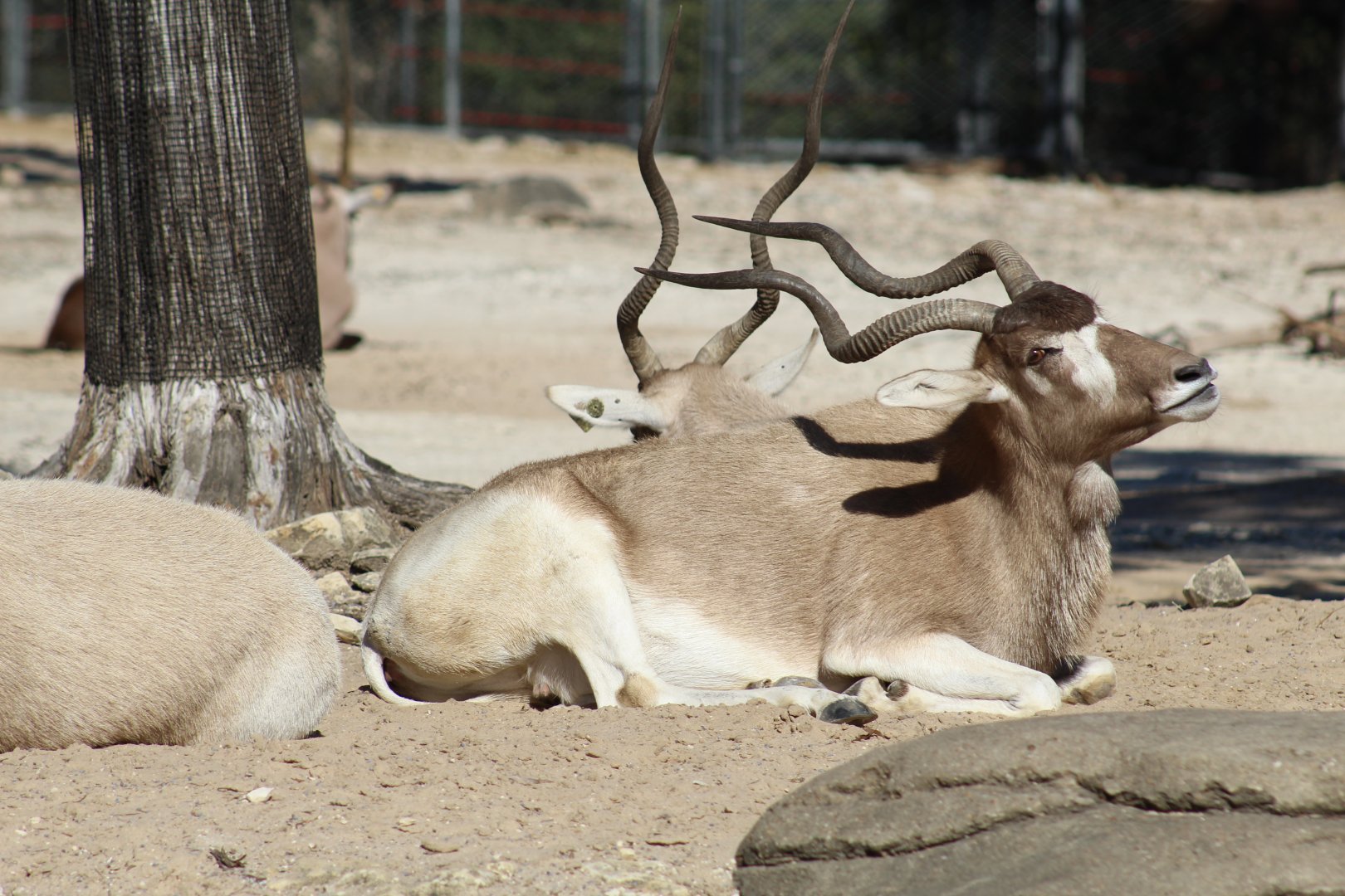 Addax