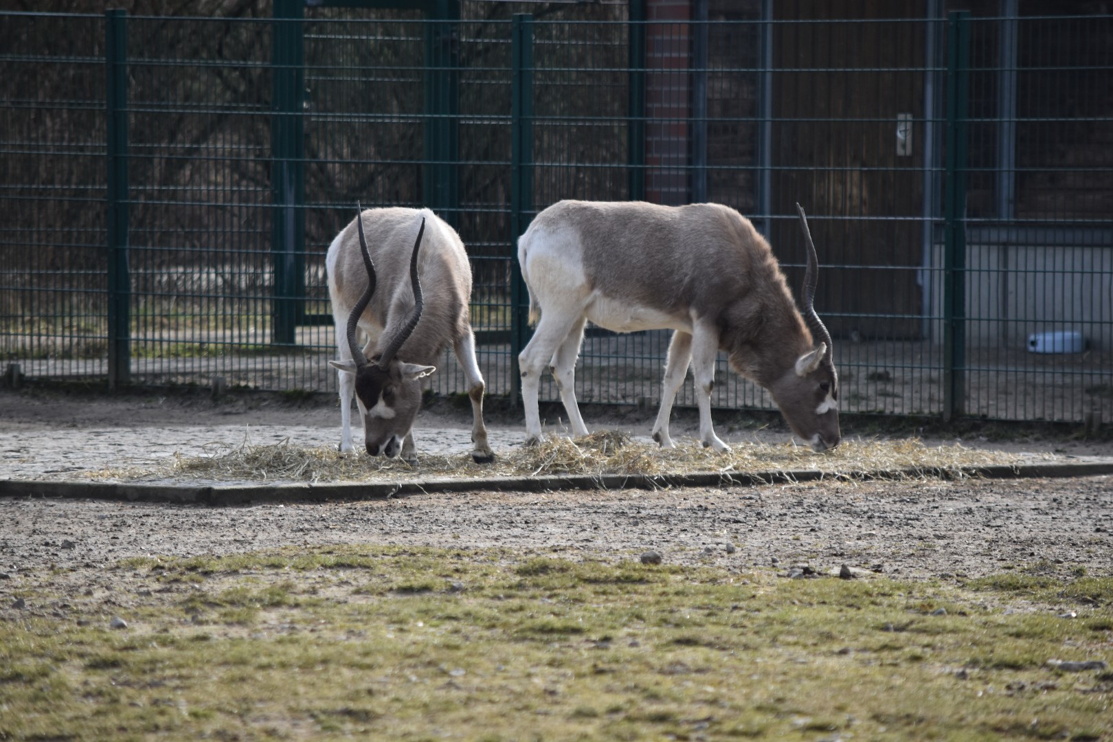 Addax