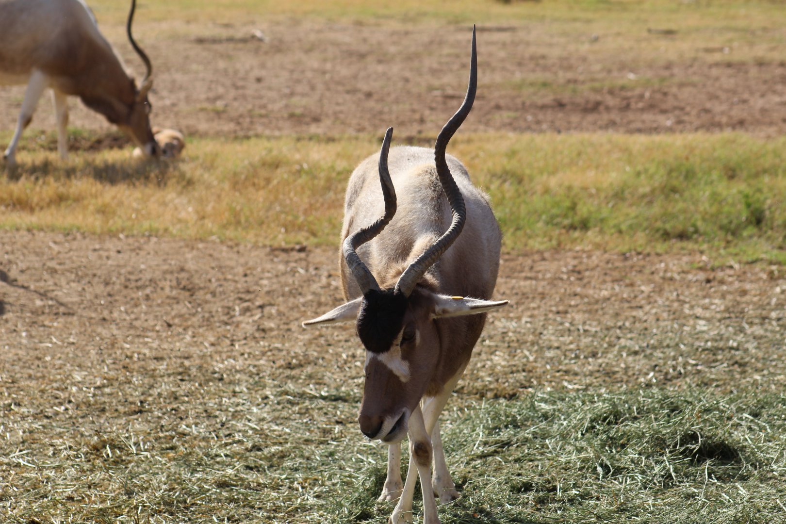 Addax
