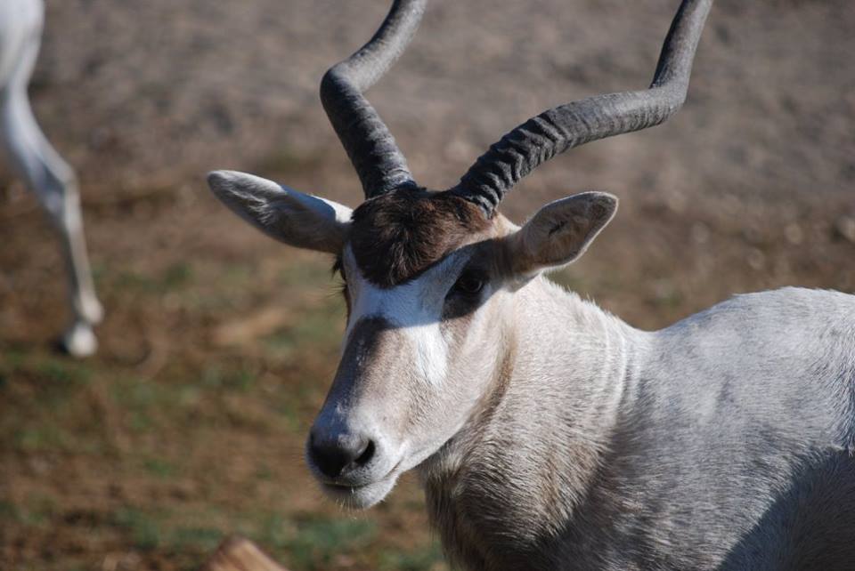 Addax
