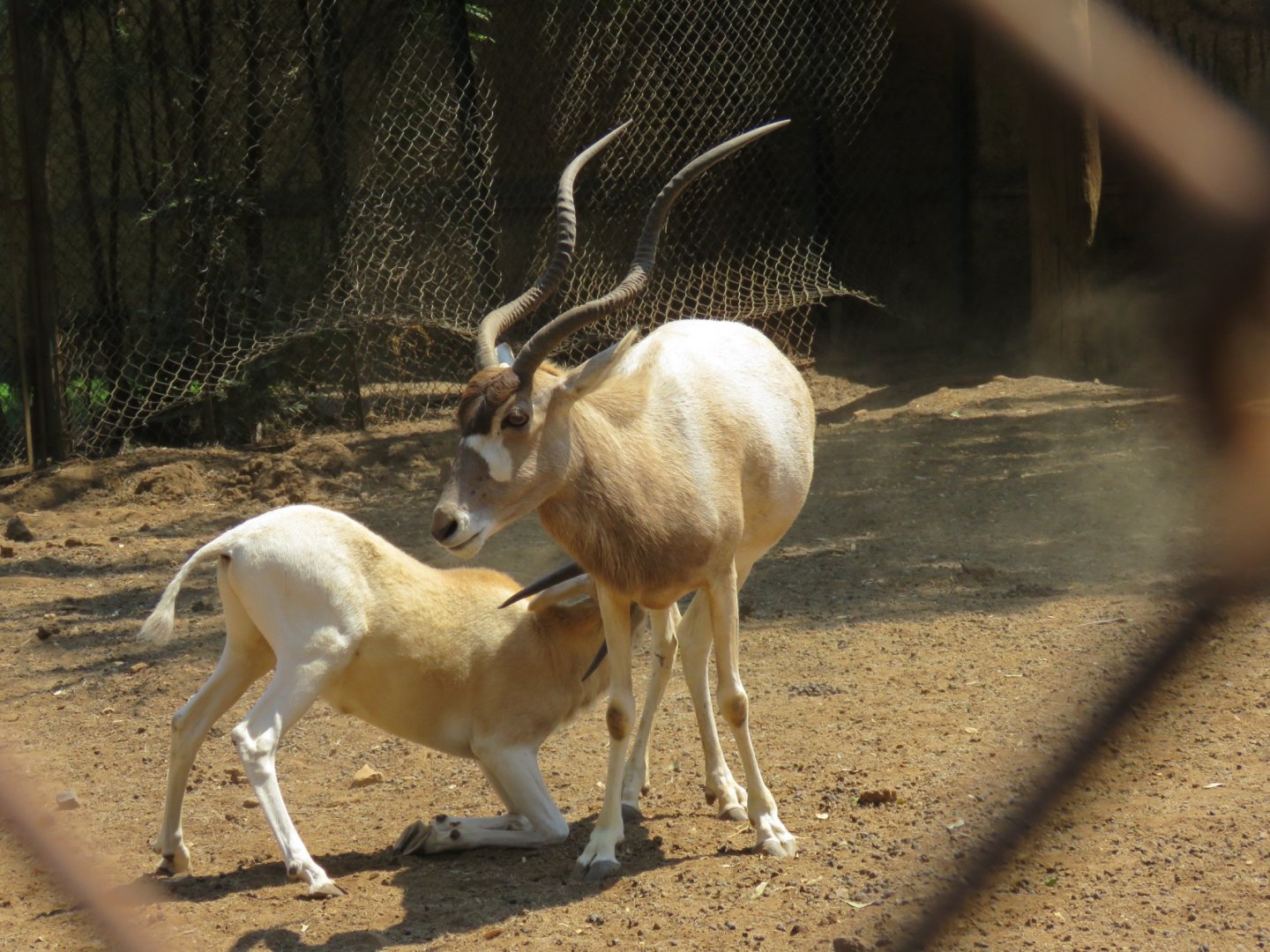 Addax