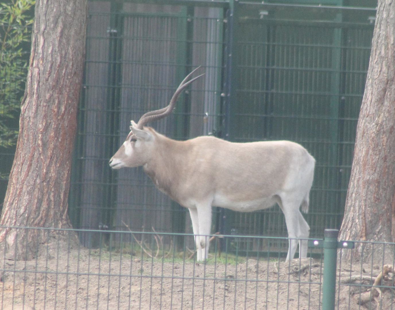 Addax