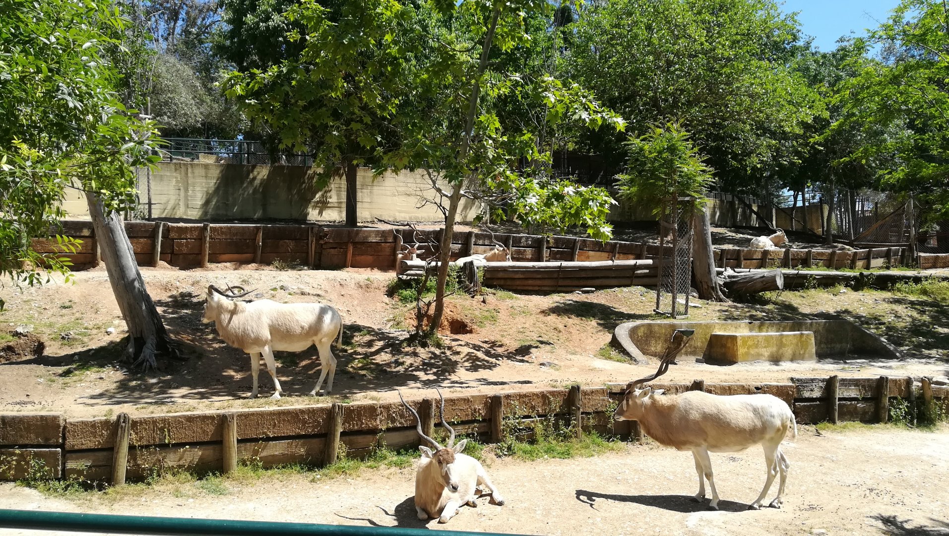 Addax