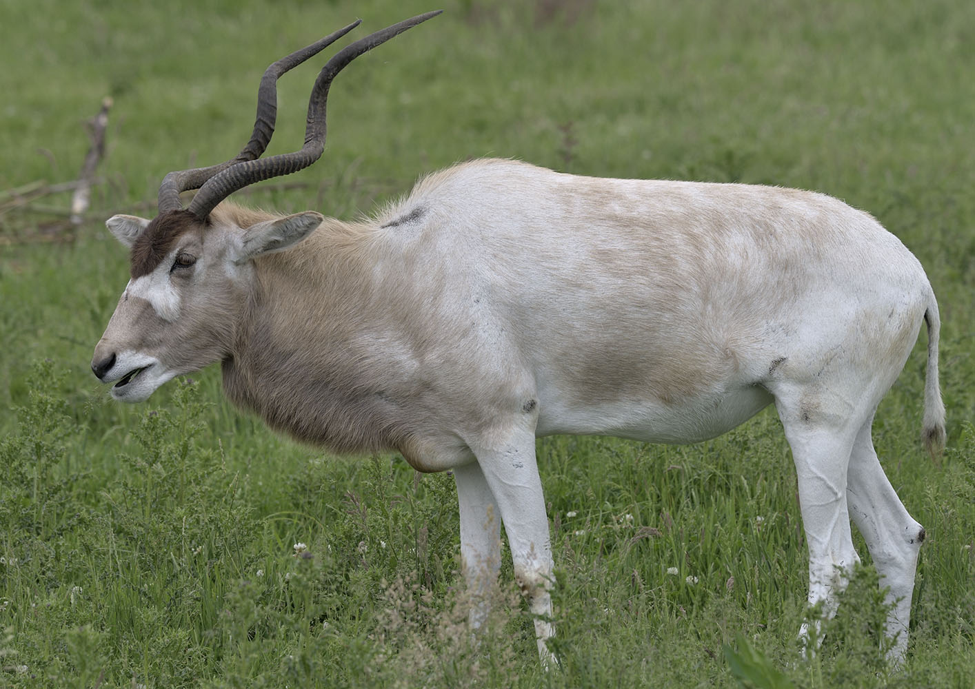 Addax