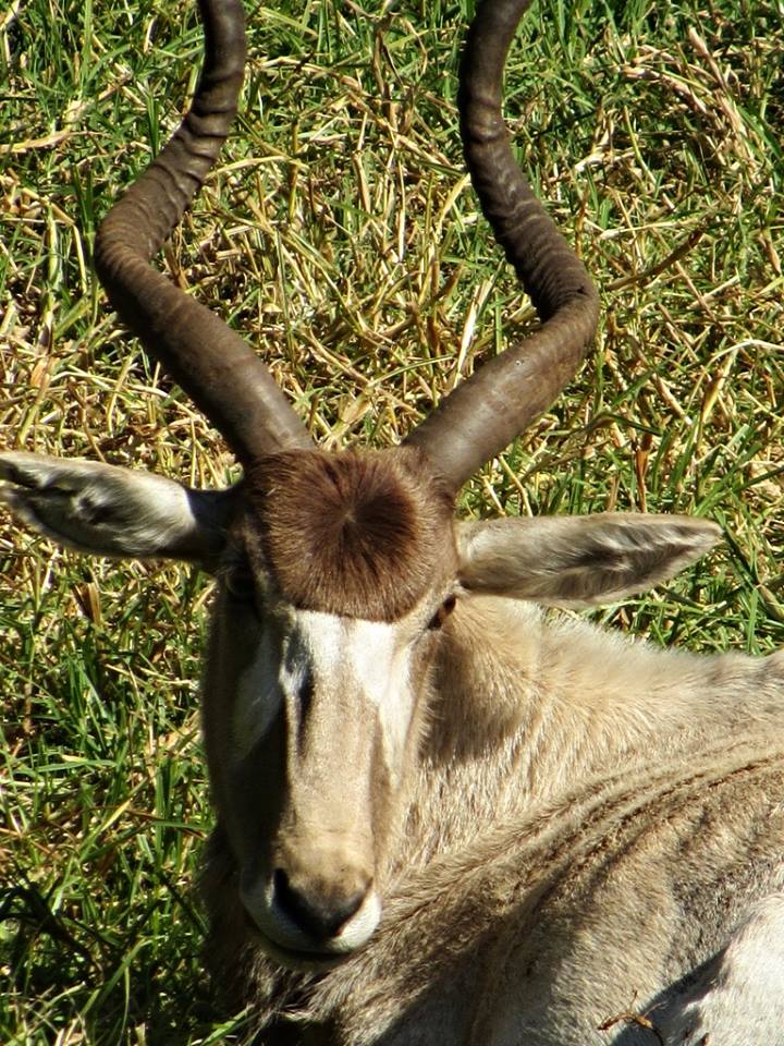 Addax