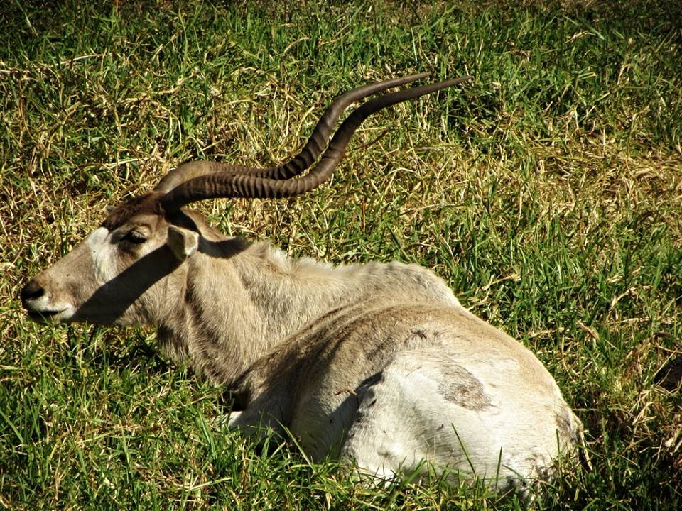 Addax