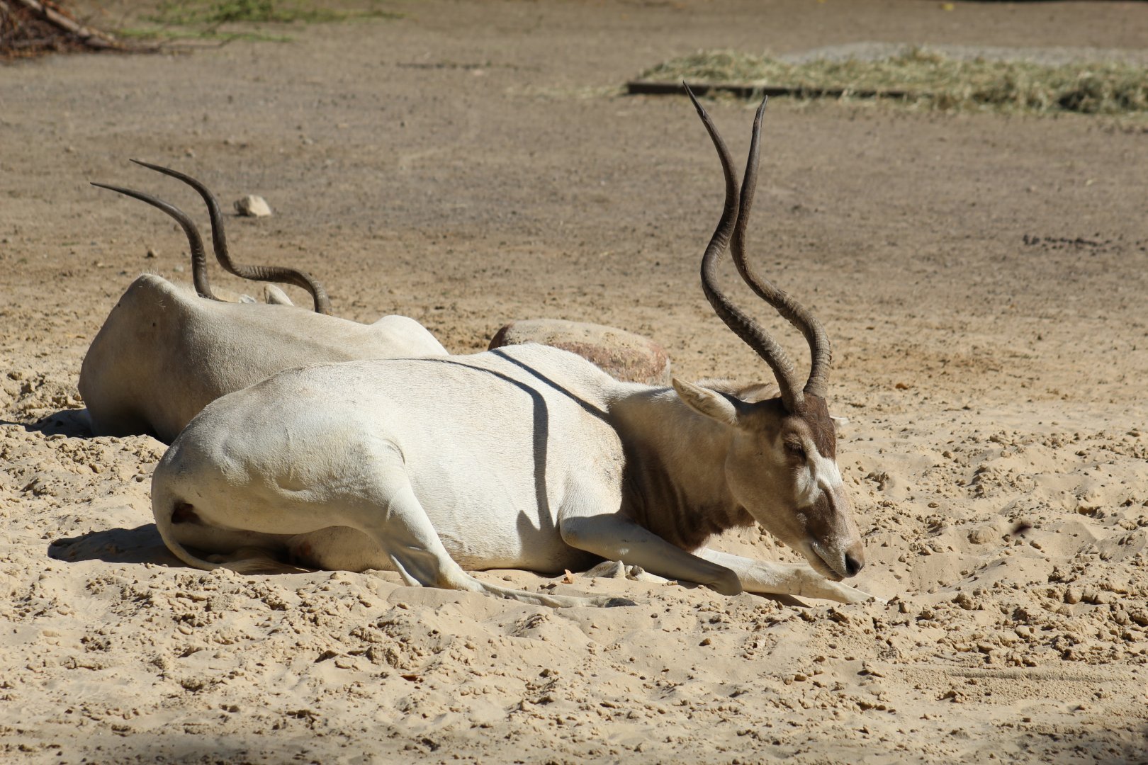 Addax