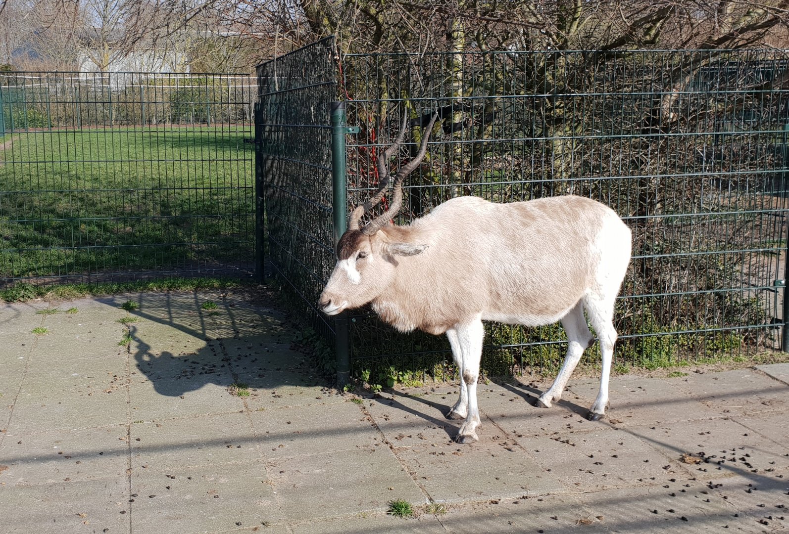 Addax