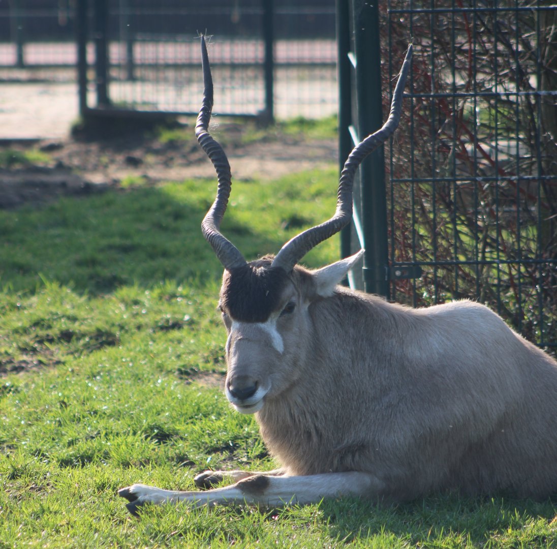 Addax