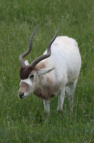Addax