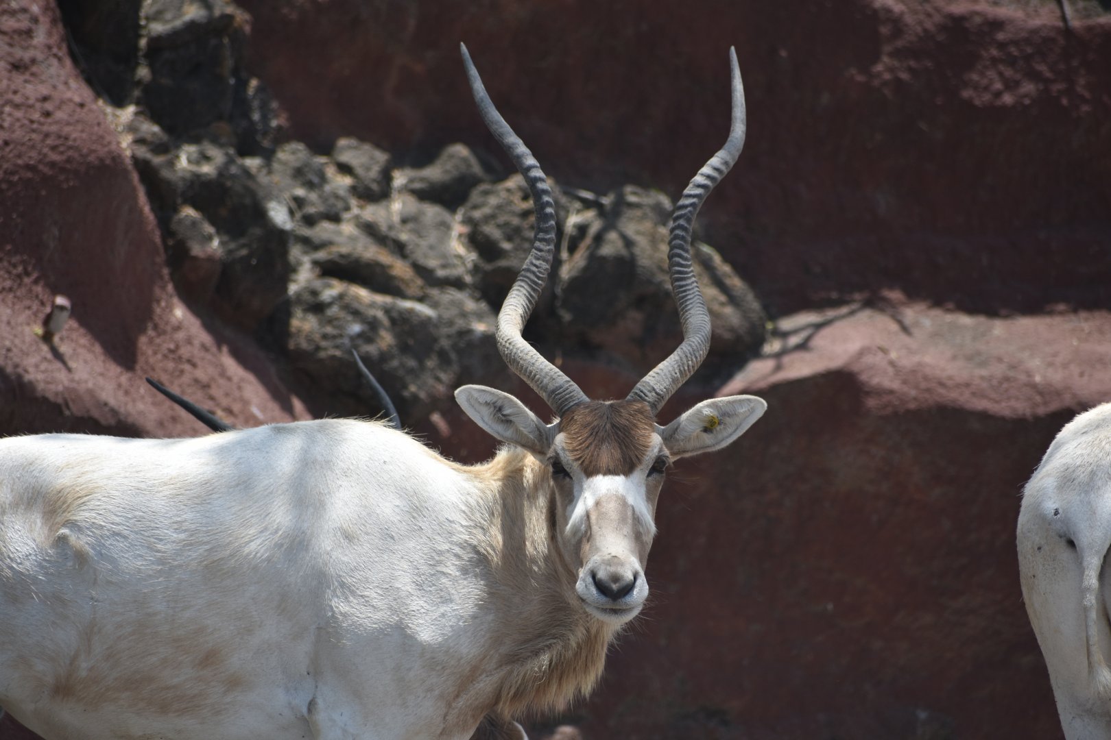 Addax