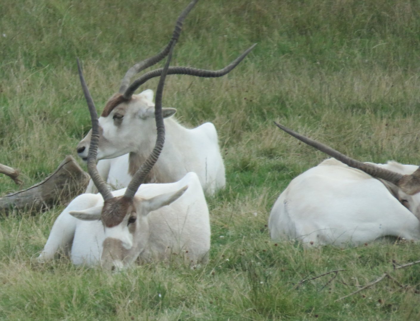 Addax