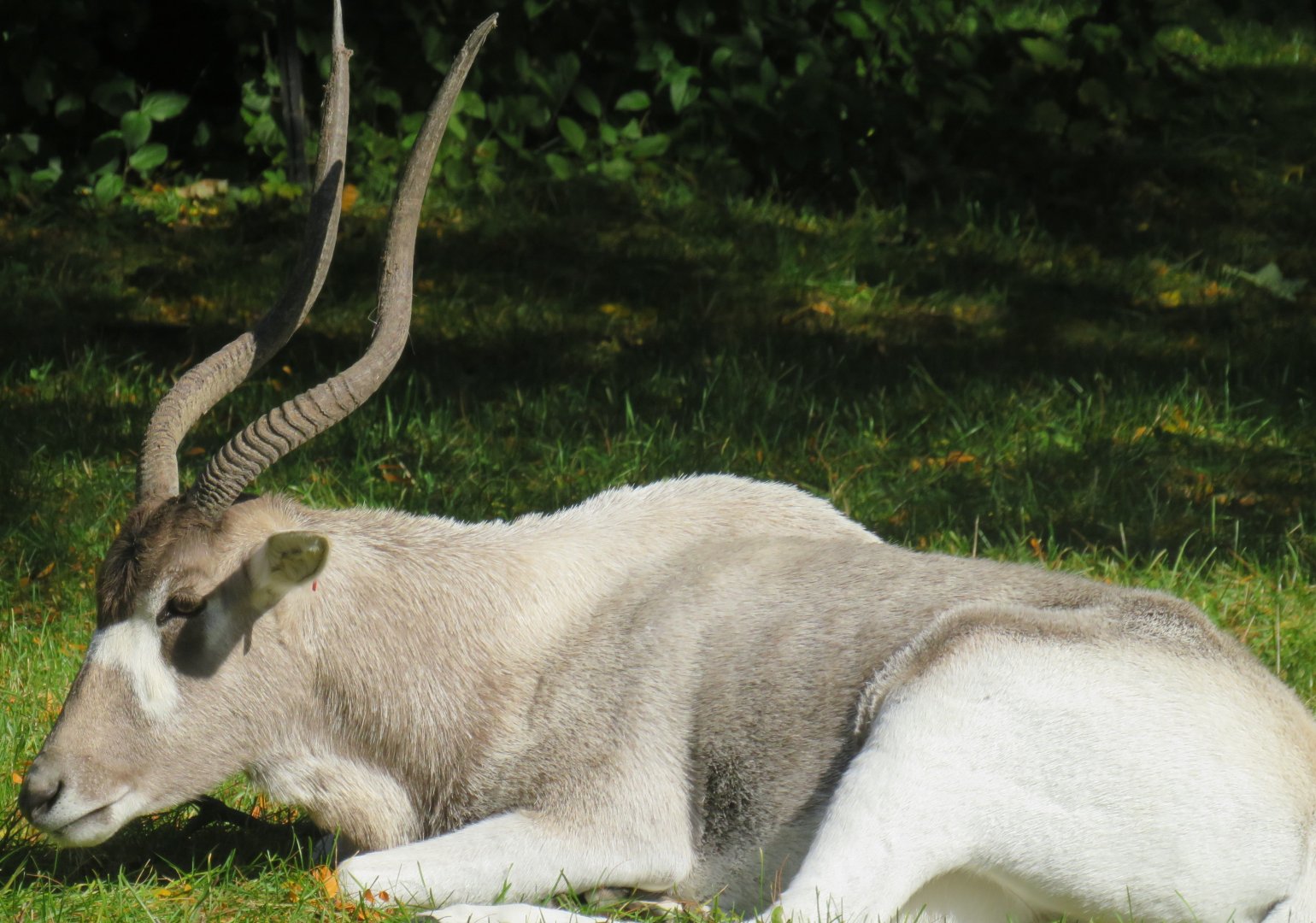 Addax