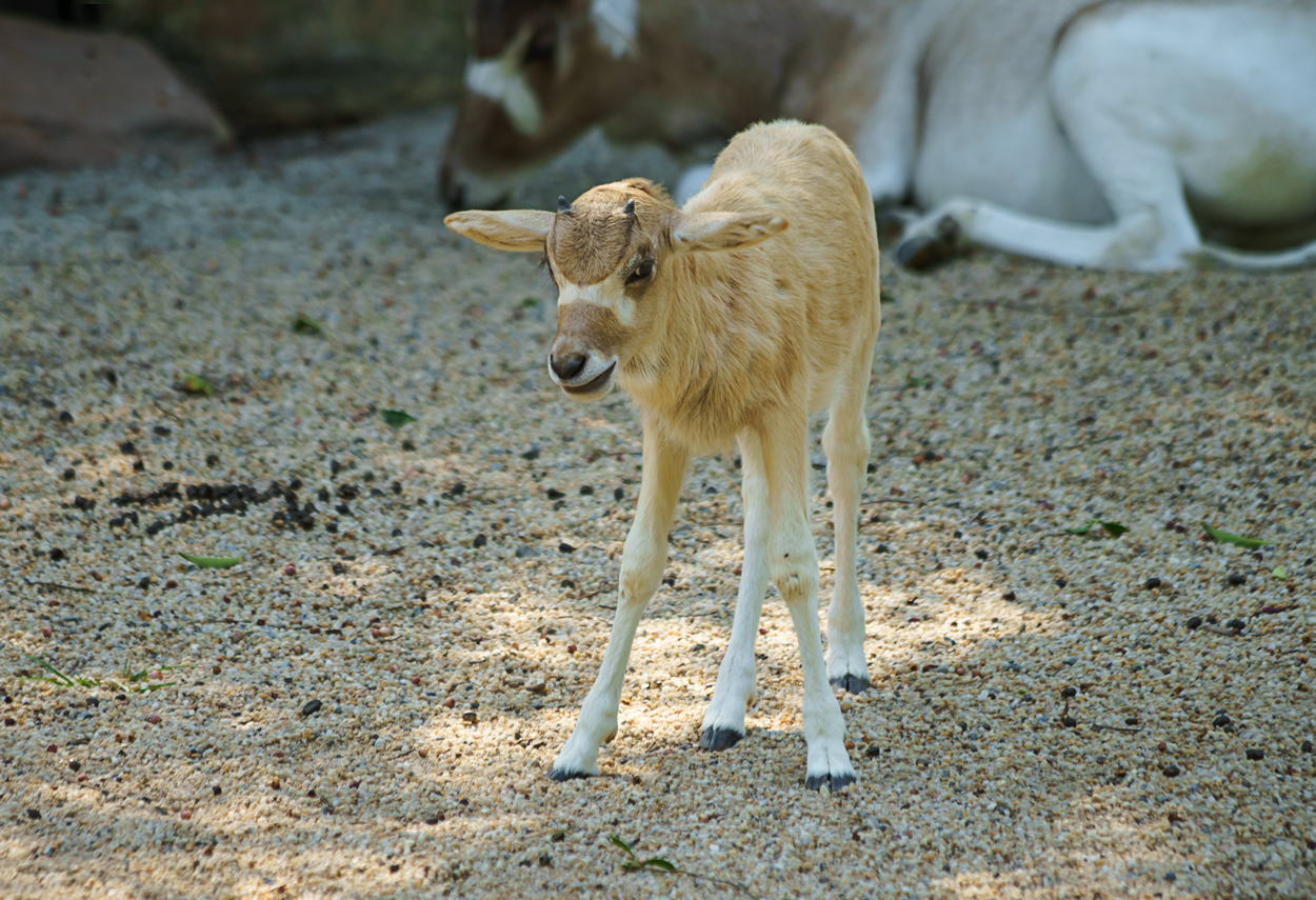 Addax