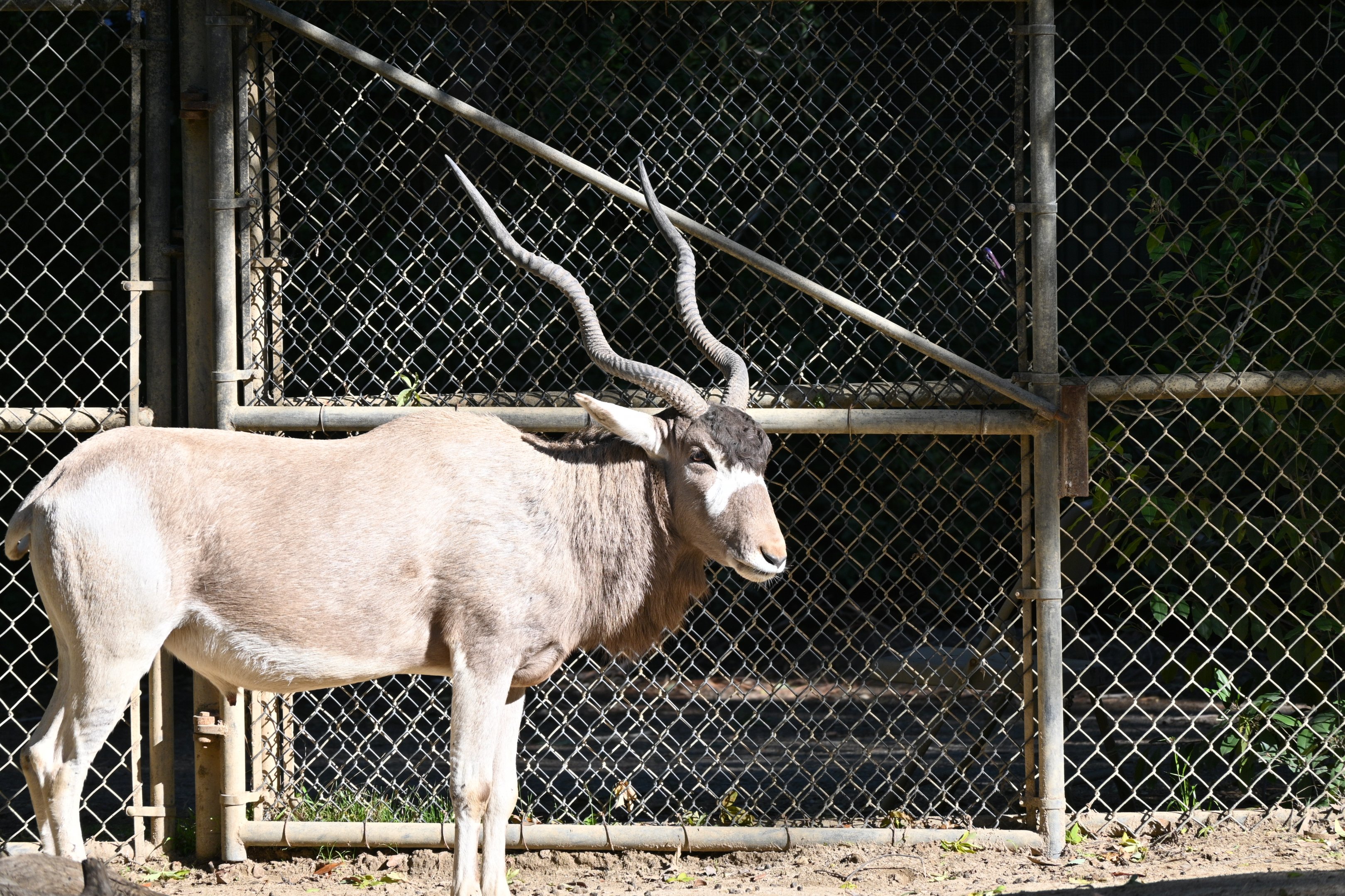 Addax