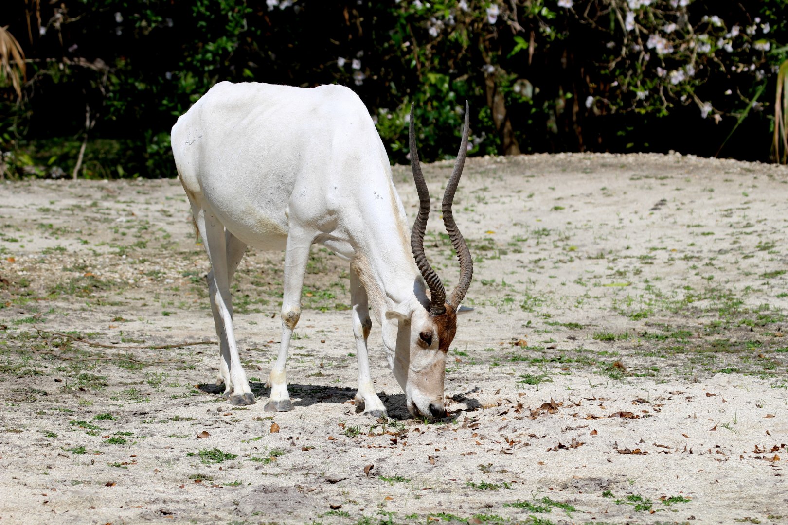 Addax