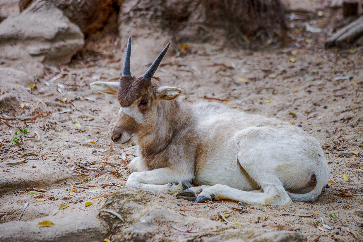 Addax