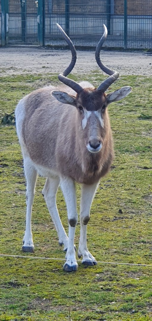 Addax