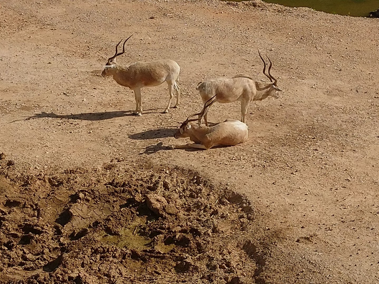 Addax