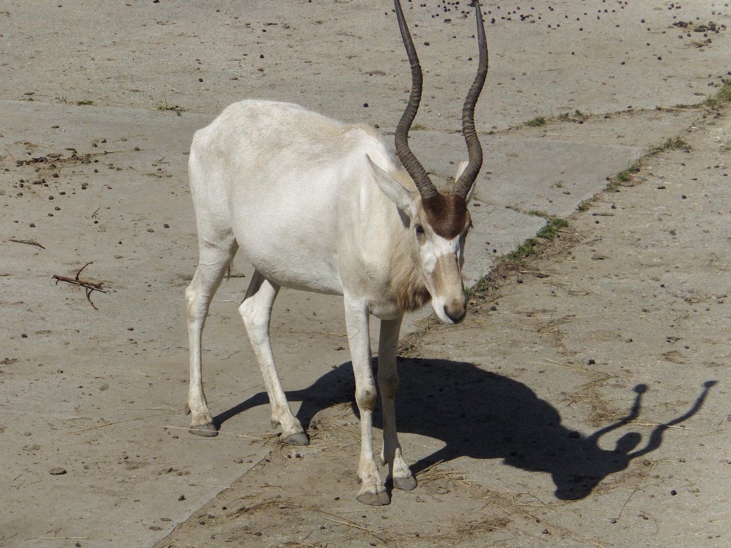 Addax