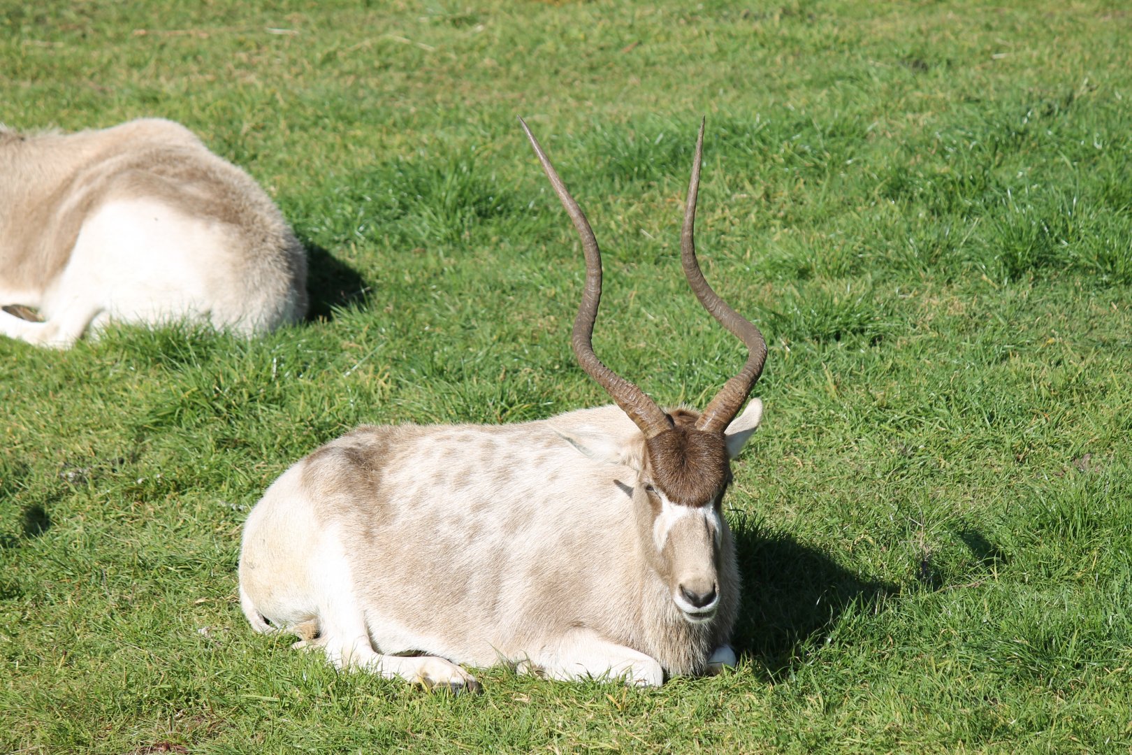 Addax
