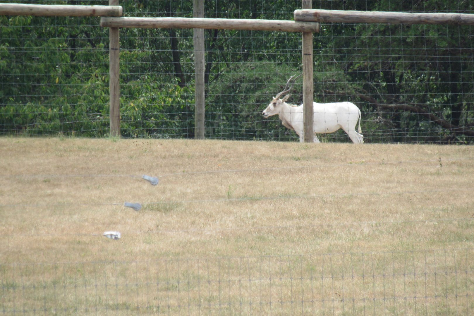 addax