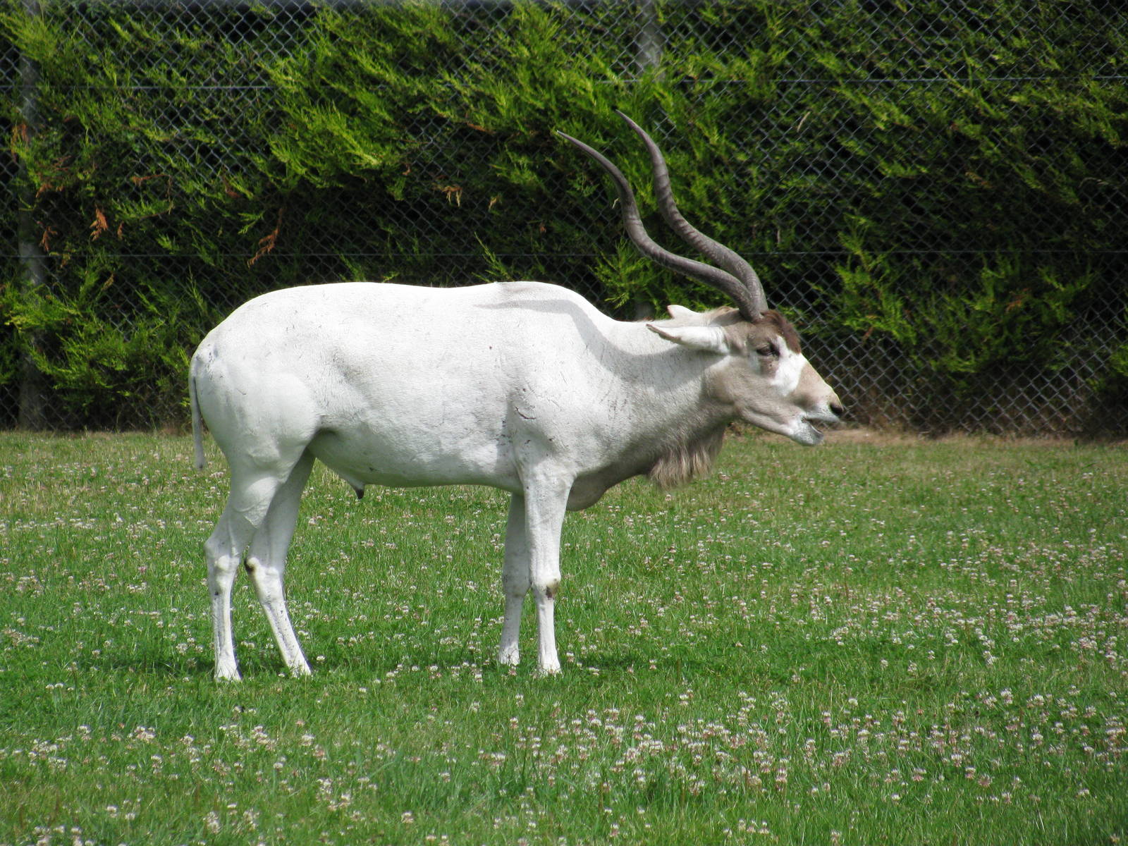 Addax