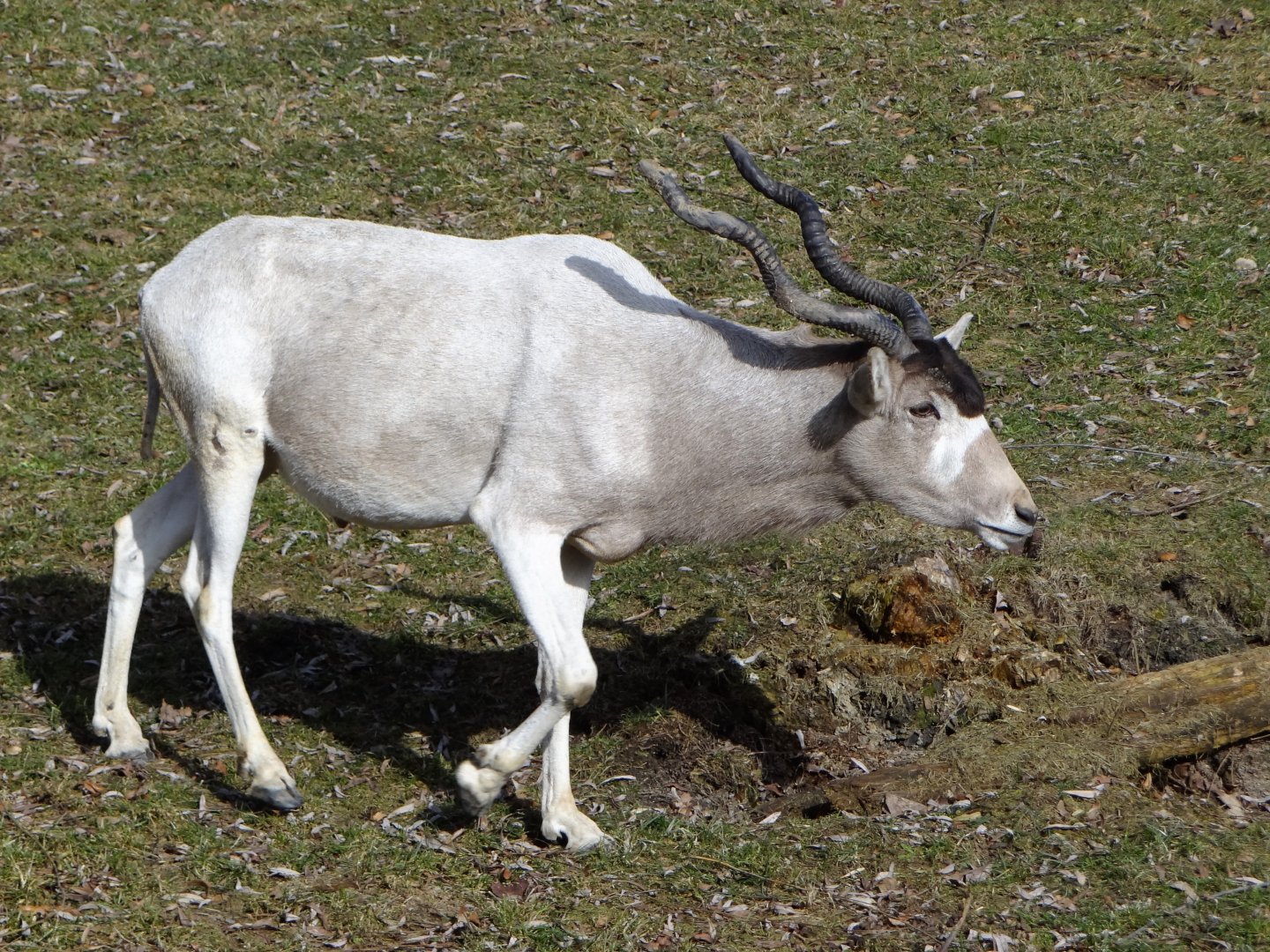 Addax