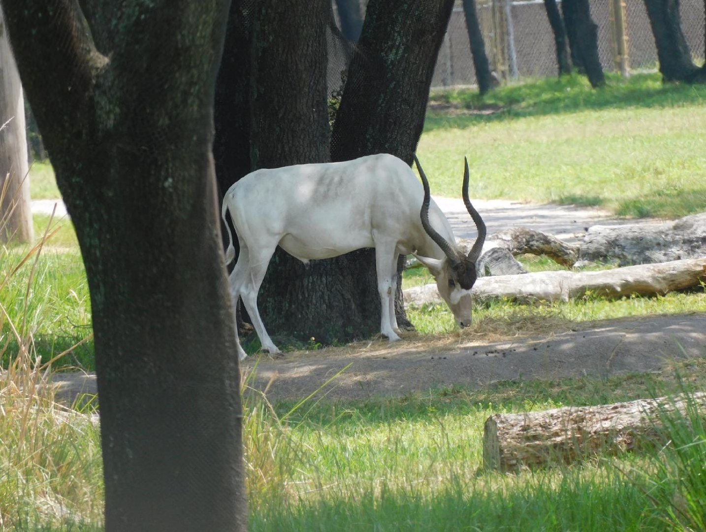 Addax