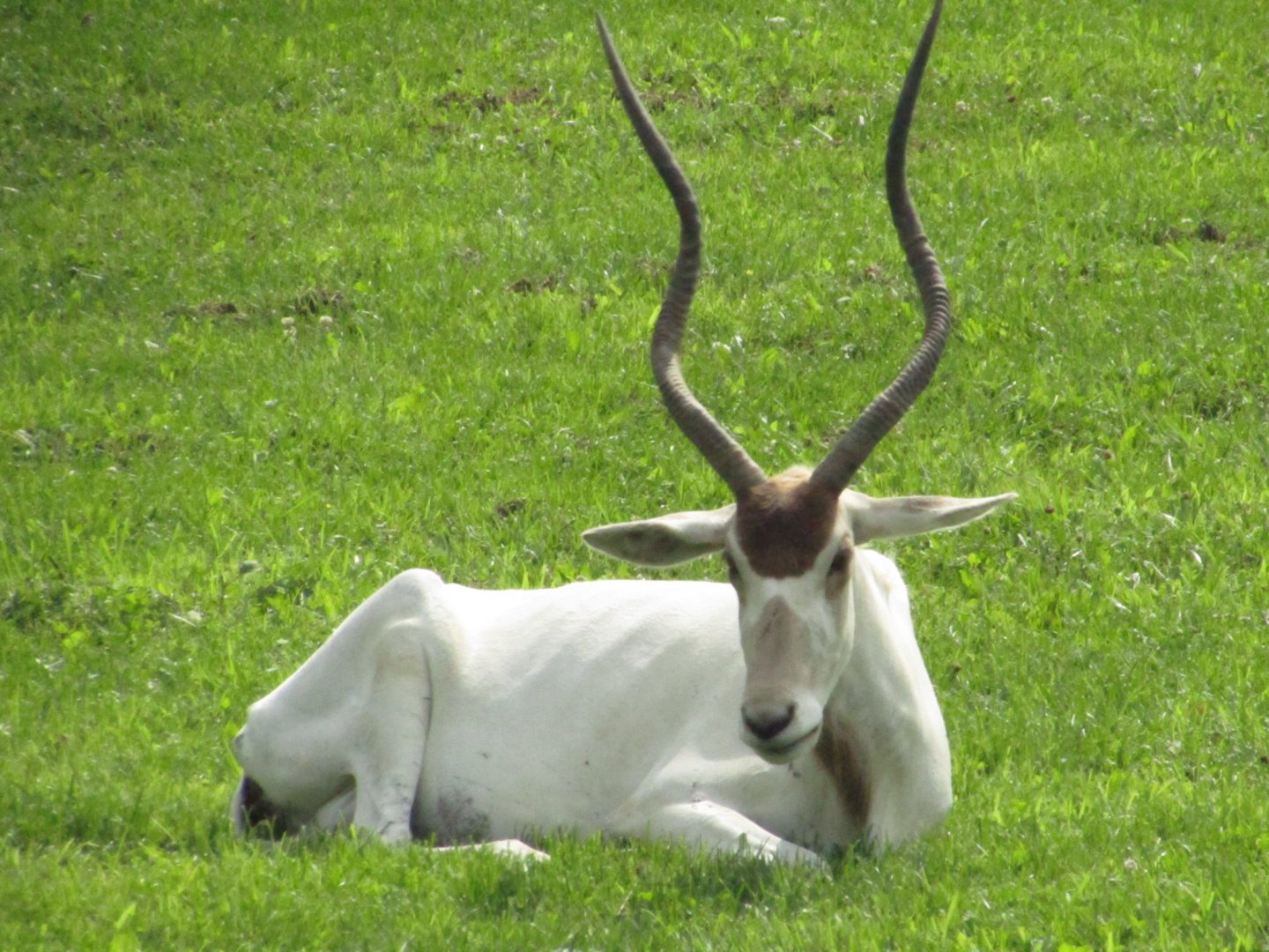 Addax