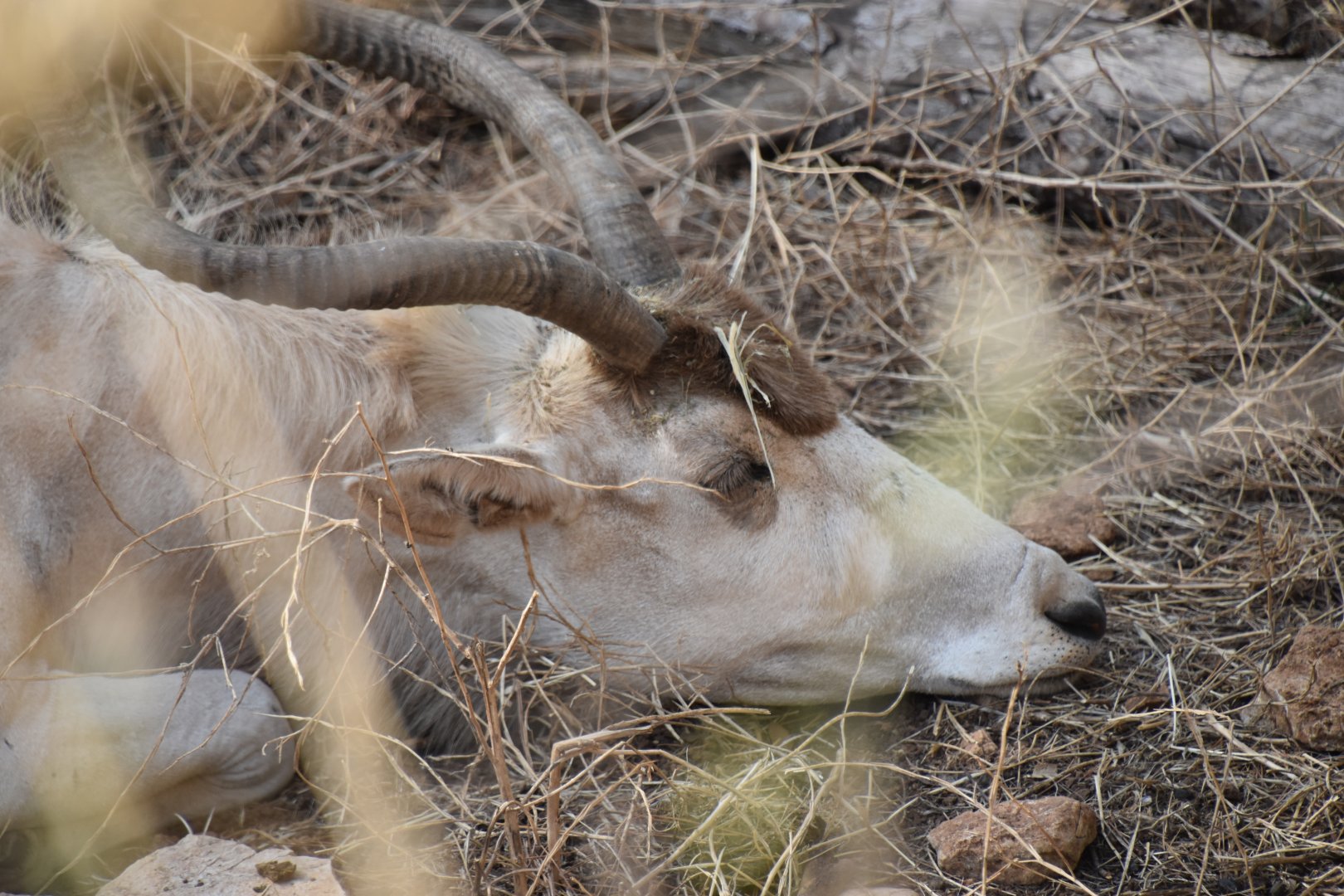 Addax