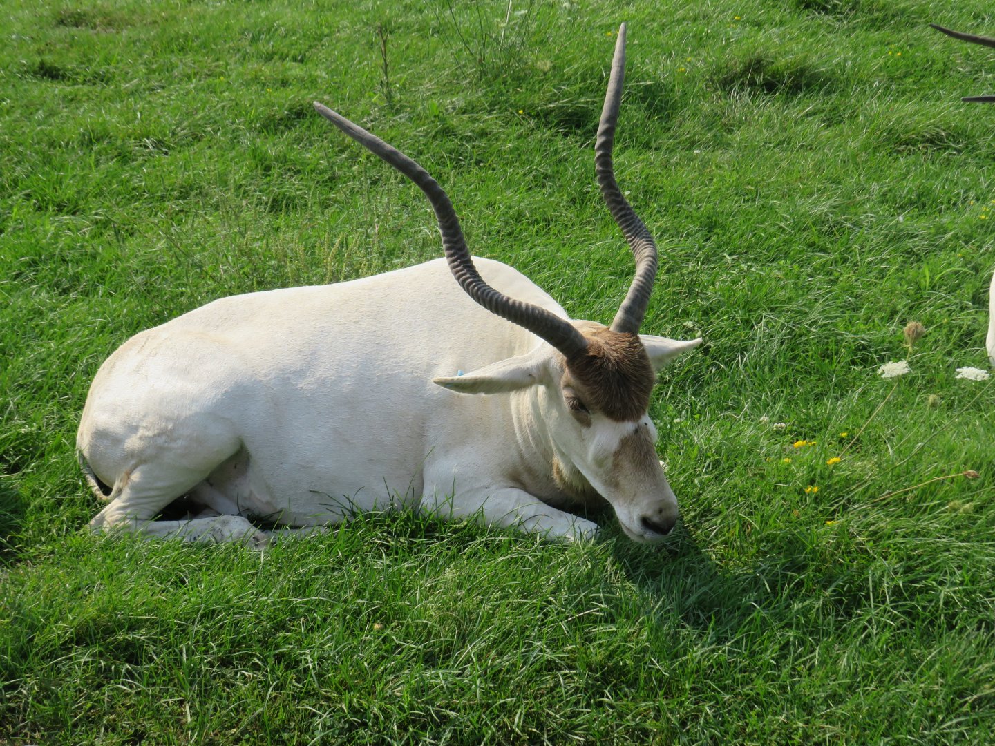 Addax