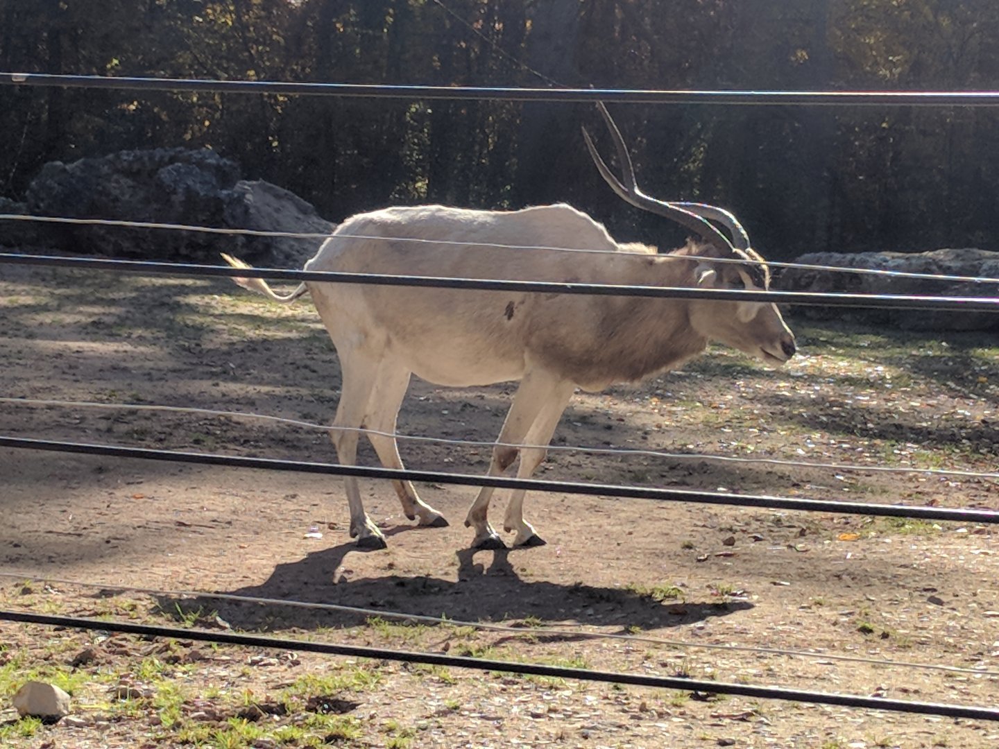 Addax