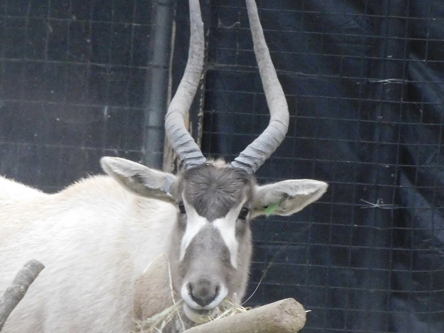 Addax