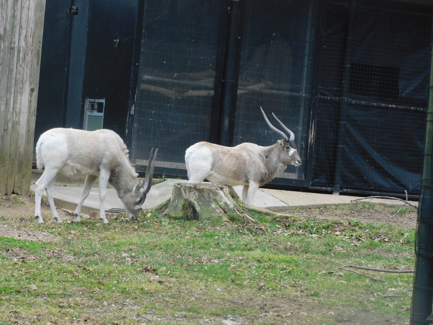 Addax