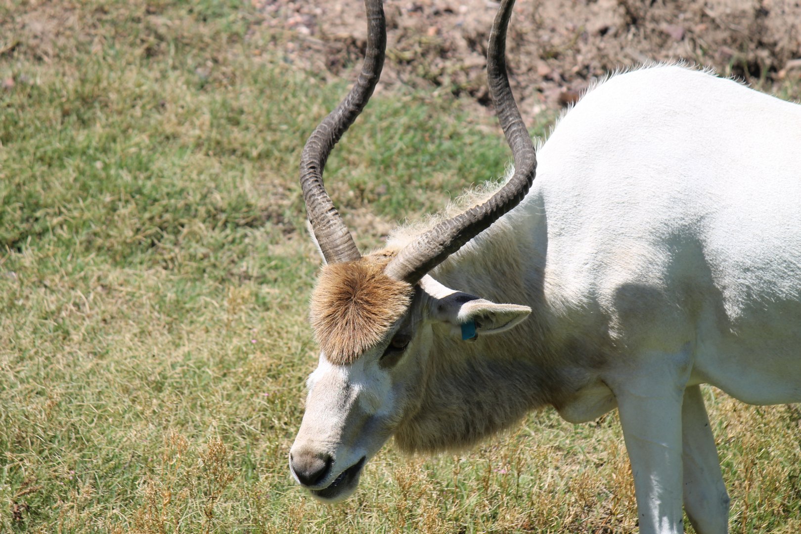 Addax