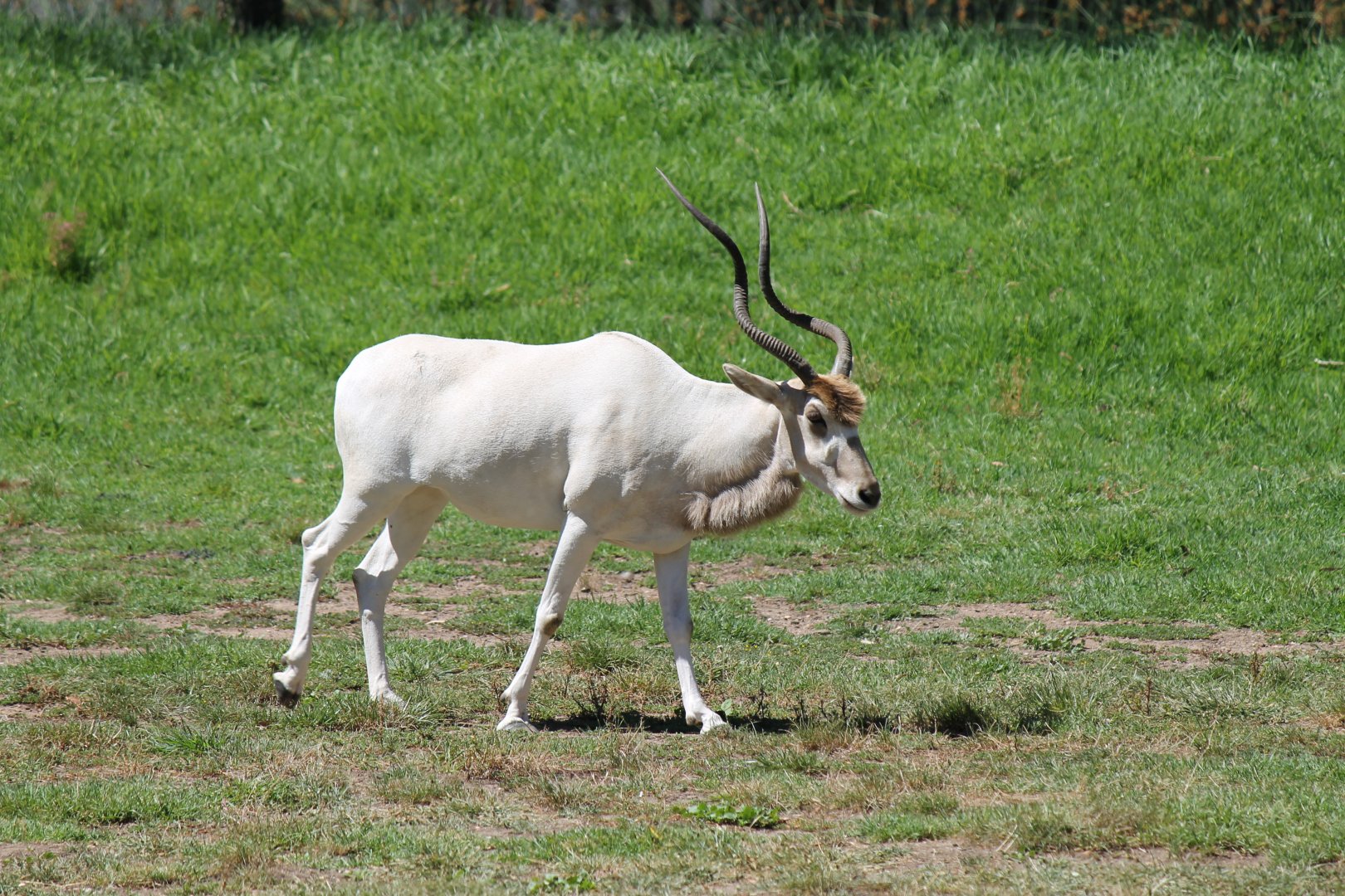 Addax