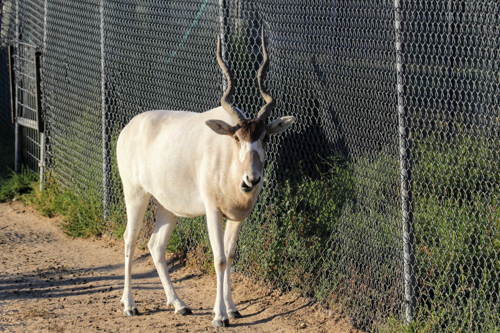 Addax
