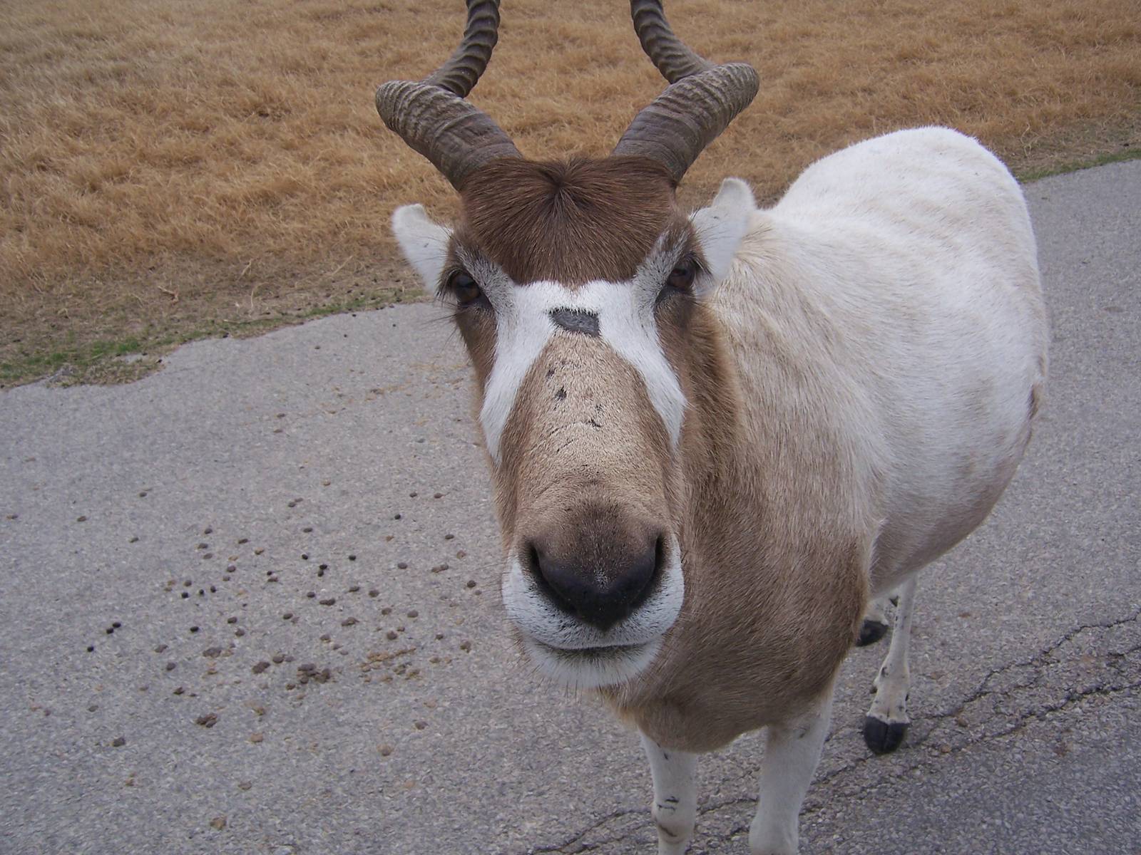 Addax