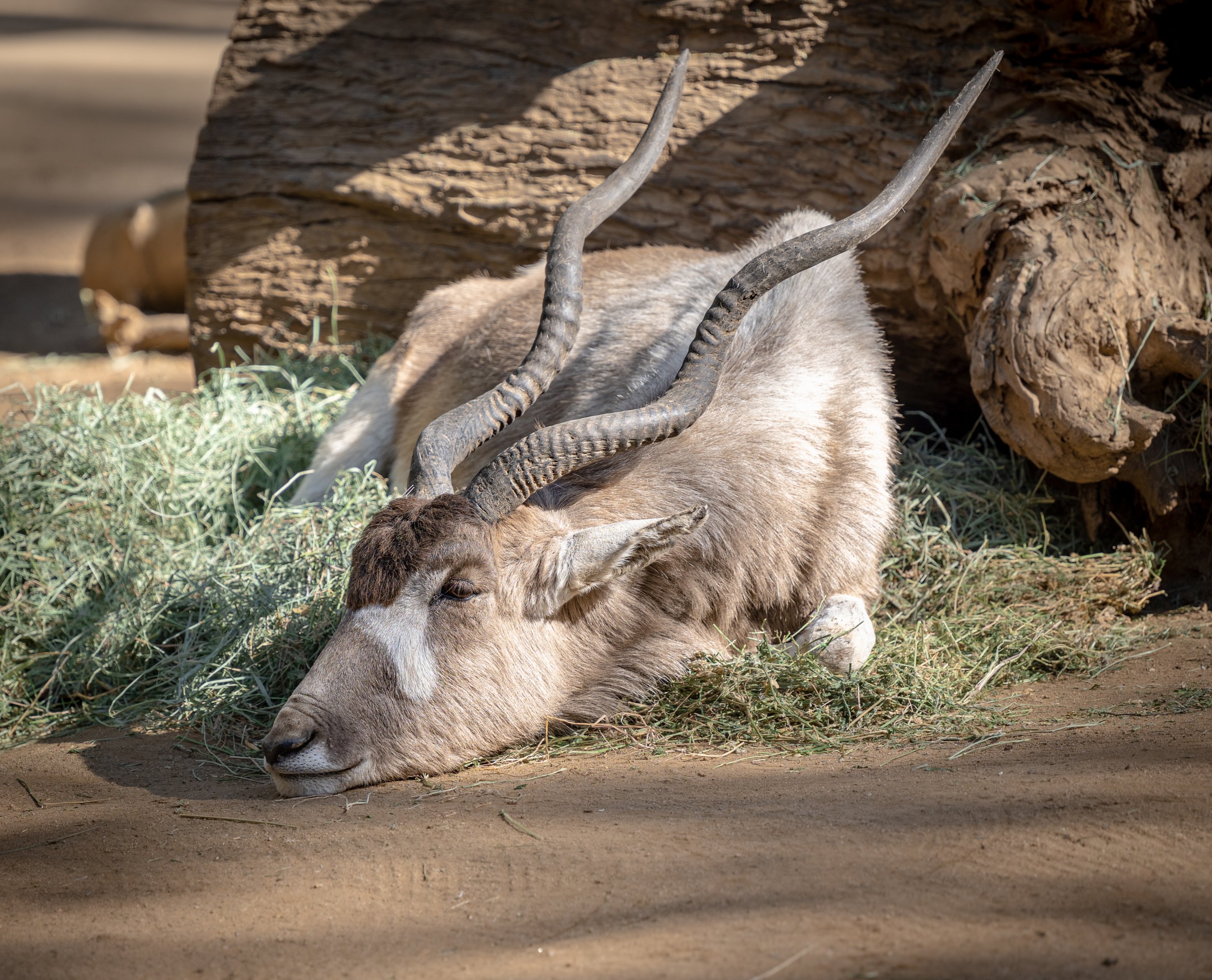 Addax