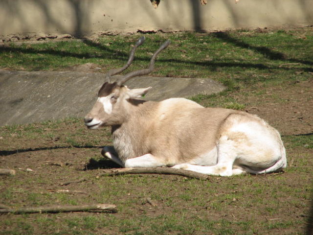 Addax