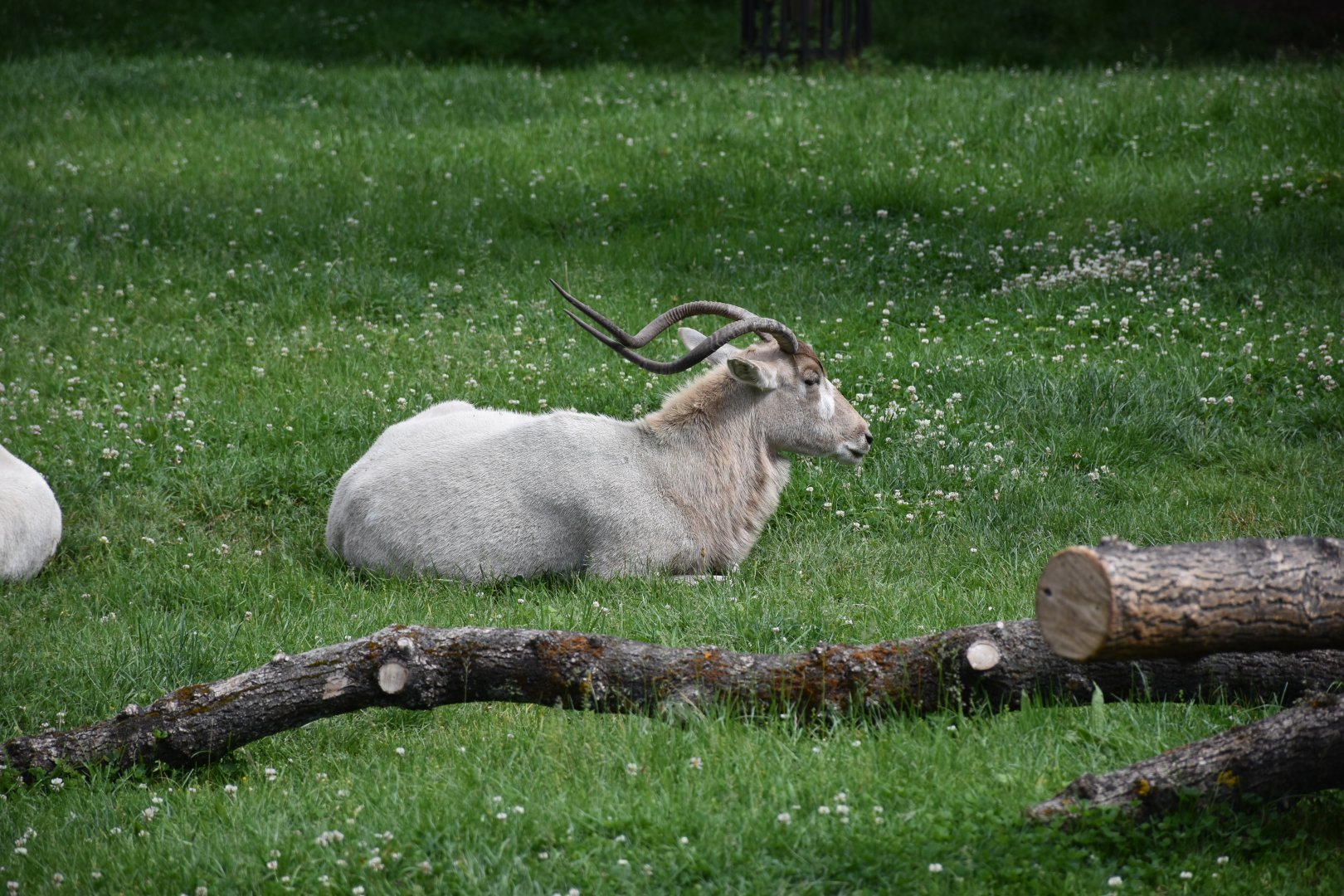 Addax