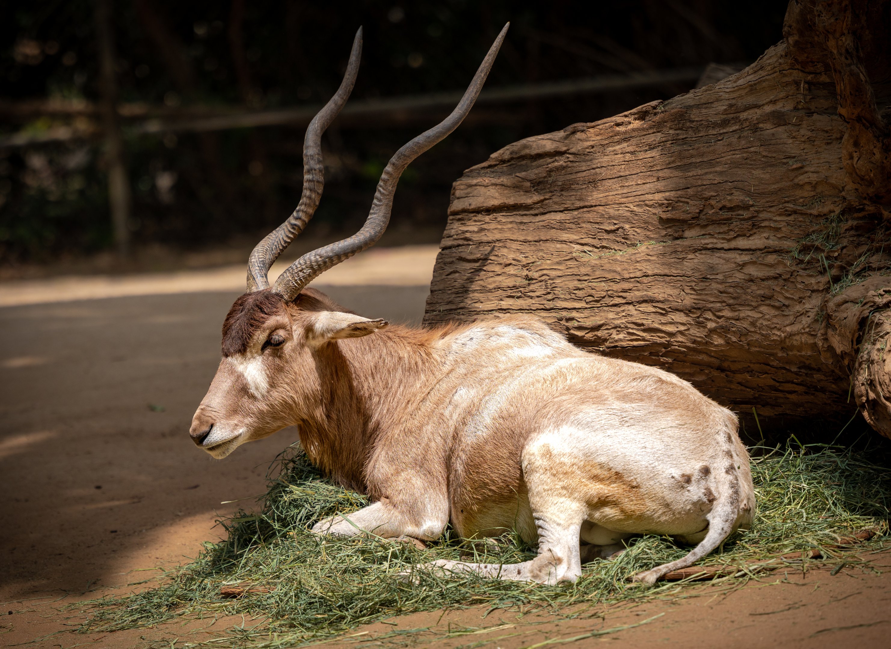 Addax
