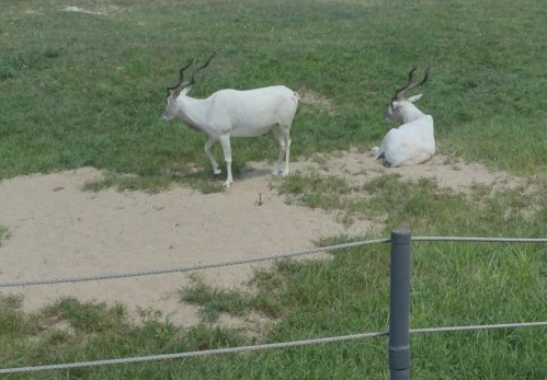 Addax