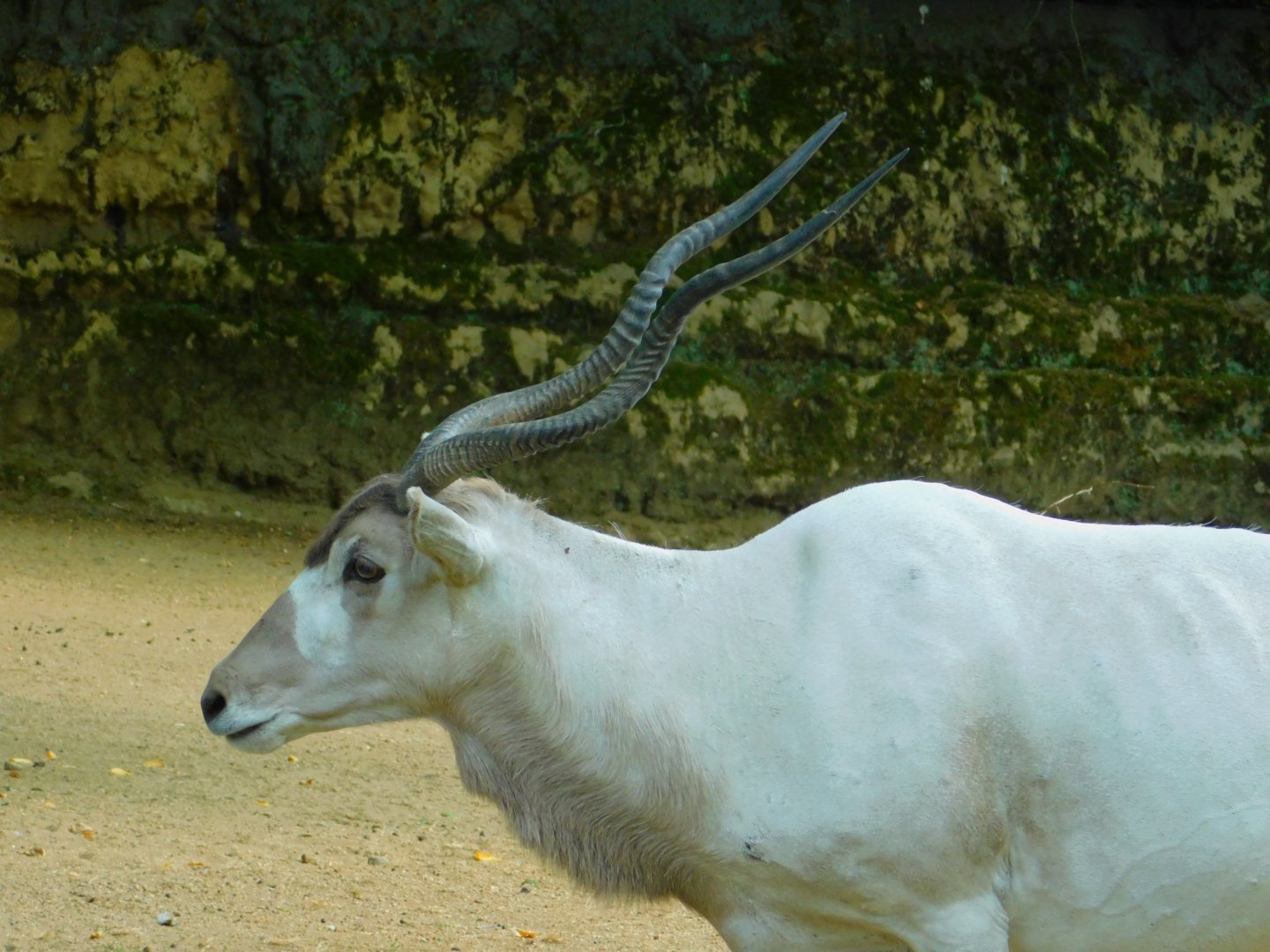 Addax