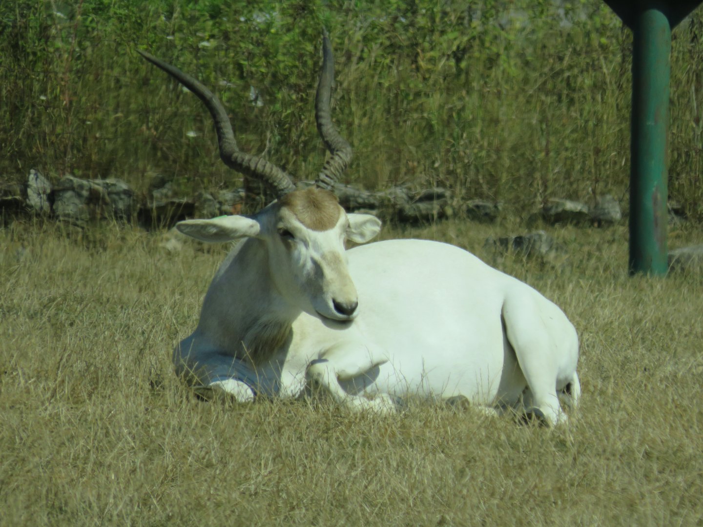 Addax
