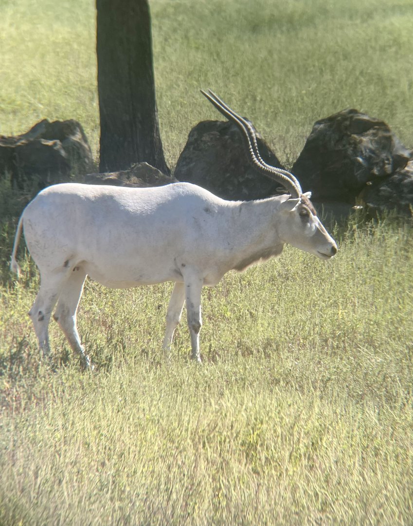 Addax