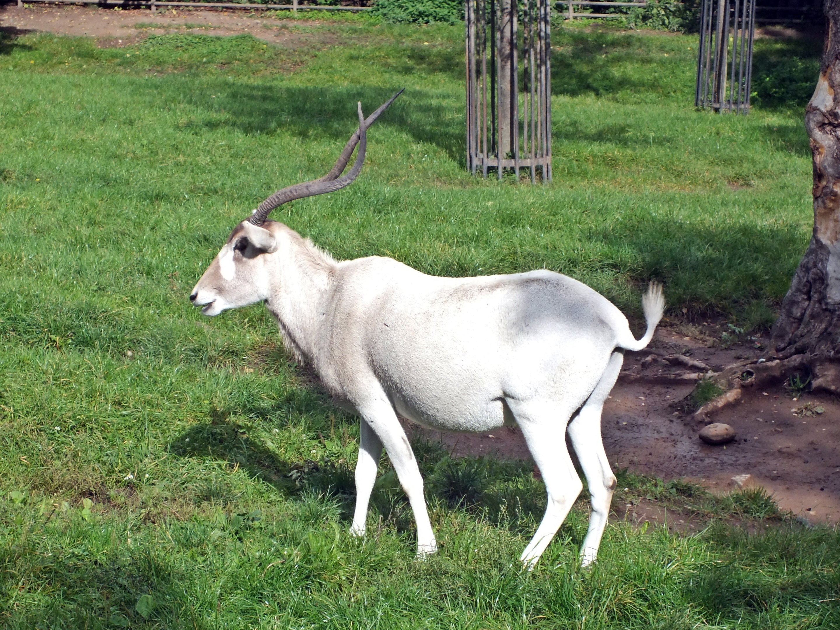 Addax